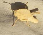Desert cricket with solar pannel
