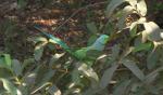 Ringneck parakeet  (we have them in the Netherlands, too: Halsbandparkiet